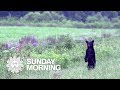 Nature: Black bears