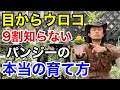 【実は】パンジーをビオラのように育てるのは間違ってます　　　【カーメン君】【園芸】【ガーデニング】【初心者】