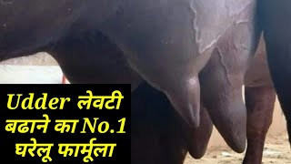 गाय भैंस की लेवटी बढ़ाने का देशी फार्मूला || How to increase udder of cow buffalo