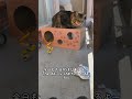 猫タヌキの１日の始まり😺✨ 2024年8月11日☀【august 11 2024】 shorts short cat 猫