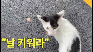 아기 길냥이의 간택