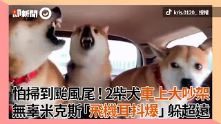 2柴犬車上吵架！無辜米克斯「飛機耳抖爆」害怕極了｜寵物動物｜狗狗｜搞笑｜精選影片