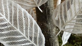 Skeleton Leaves