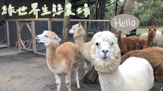 Vlog｜內有大量可愛羊駝🦙 請開心服用 這邊不是動物星球頻道 只是我剛好去新竹北埔綠世界｜NanaLand