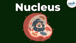 Nucleus | Cell | Infinity Learn