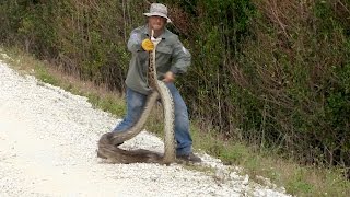 Catching a Python is No Easy Feat