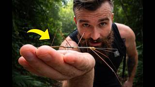Rainforest Animals & Adaptations | From Vietnam to Borneo