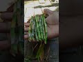 Growing lucky bamboo from stem cutting #shorts