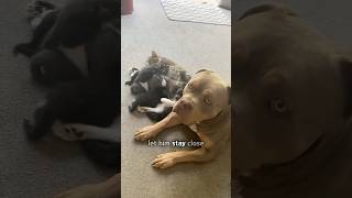 Pit Bull becomes kitten mom