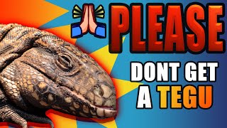 TEGUS ARE NOT FOR YOU! 5 Reasons NOT To Get A Tegu