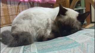 眠たいのに眠れない シャム猫にゃりー。The siamese cat want to sleep.