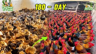 The 180-Day Process of Raising Chickens from Chicks to Market.