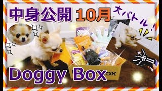 【ハロウィン】10月のDoggy Box 🎃大きい骸骨の手と大バトルの小さいチワワ ドギーボックス🐶～[Unboxing] October Doggy Box🎃Chihuahua