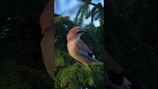 The Eurasian jay bird a species of passerine bird in the crow family Corvidae.  #naturelovers #birds