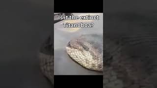 Biggest Anacondas Caught On Camera 😯#shorts