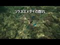 三浦半島　油壷（荒井浜ビーチ）でシュノーケリング　【海中散歩】