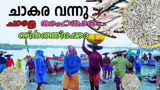 ചാകര വന്നേയ് 🐬| Thottappally Chakara | Chakara Thottappally Alappuzha | Thottappally Fishing Harbour