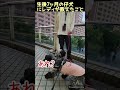 vol.83 生後7ヶ月の仔犬にレディが教えたことbyちゃんちゃかレディ イングリッシュコッカースパニエル dog shorts