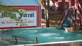 Diving Horse at Magic Forest