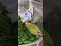 bird food green leaf birdfood budgies parrot pets lovebirds birds lovebirdsound parrotmusic