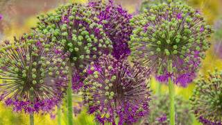 Potsdamer Gartengestaltung, pgg potsdamer gartengestaltung. wo grün begeistert videos, Design ideen