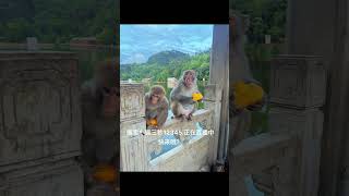 Monkey Three Seconds 12345 is live broadcast, come on