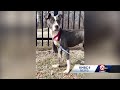 KC Pet Project and animal control rescue freezing dog from the brink of death