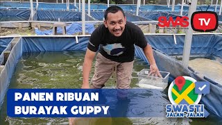 panen ribuan burayak guppy #swastijalanjalan