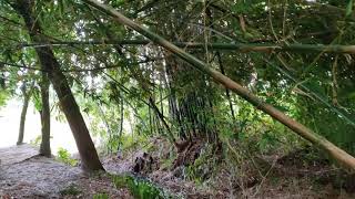 বাংলার বাঁশ বাগান - Bamboo garden