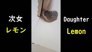 【 Hedgehog family 】Daughter　Lemon   stretch　#１【 はりねずみの一家 】次女　レモン ストレッチ　#１