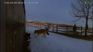 Cat vs  Coyote