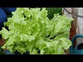 Harvesting Lettuce With The Cut and Come Again method