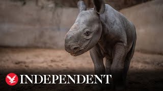 The moment a critically endangered baby rhino is born at Chester Zoo