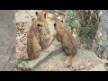 3 new lion cubs together with their family - Zoo Antwerpen (B) - zoovenirs (28)