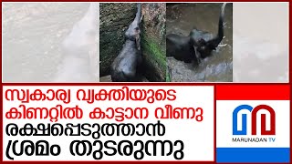 കോതമംഗലത്ത് കാട്ടാന കിണറ്റിൽ വീണു l wild elephant fell into a well in kothamangalam