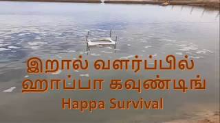 இறால் வளர்ப்பில்  ஹாப்பா கவுண்டிங் Happa Survival