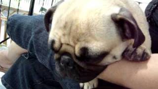 Puggy.MPG