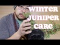 Bonsai For Beginners Ep 2: Juniper Winter Care. Don't bring it indoors!