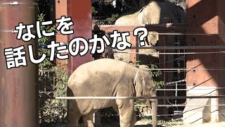 スーリヤおばさんとヒソヒソお話ししたよー 甘えん坊アルン【上野動物園】