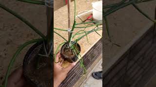 pencil cactus propogation #malayalam #plants #aquarium #farming #propogation