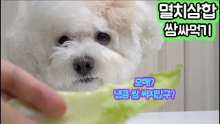 집나간 입맛도 돌아온다는(?) 멸치삼합 쌈싸먹기 /입맛이 늘 집에 계신다는게 함정.../강아지먹방