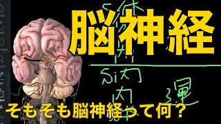 【脳神経】そもそも脳神経って何？