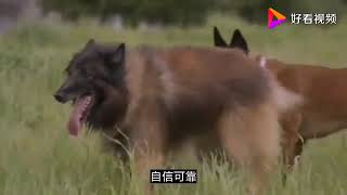 关于马犬的问题，马犬≠比利时牧羊犬