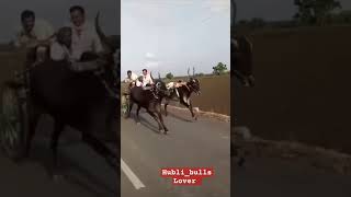 #hubli #horse #cow #animal #horselover #bull