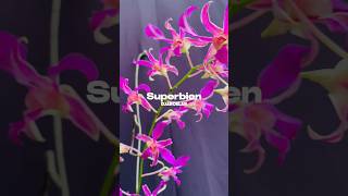 Dendrobium Superbien Djadoelan😍 for sale 175k hub.085648088911 #dendrobium #jadulan #dendro #orchid