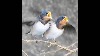 ヒナが巣立っても子育て中のツバメ。可愛すぎた【野鳥撮影】