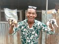 Guinea Pig Farming In Nigeria!!!