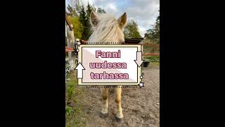 Fanni uudessa tarhassa #fannibanni #shetlanninponi #horse #pony #shettis #equestrian #shetlandpony