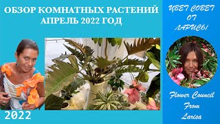 ОБЗОР КОМНАТНЫХ РАСТЕНИЙ АПРЕЛЬ 2022