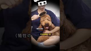 馬麻你小力一點🥺讓狗狗愛上梳毛的方法！@doggy-lab #pets #dog